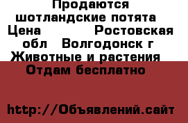 Продаются шотландские потята › Цена ­ 1 000 - Ростовская обл., Волгодонск г. Животные и растения » Отдам бесплатно   